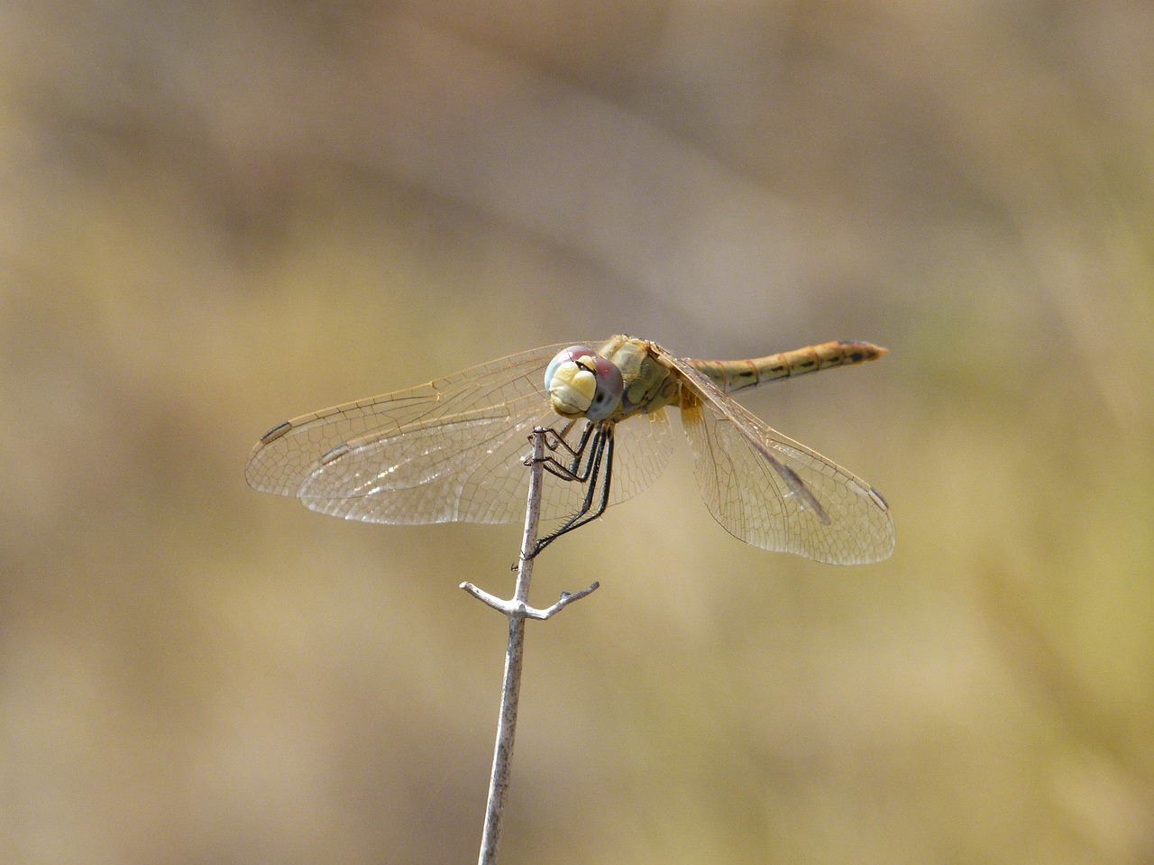 Image - dragonfly yellow dragonfly branch