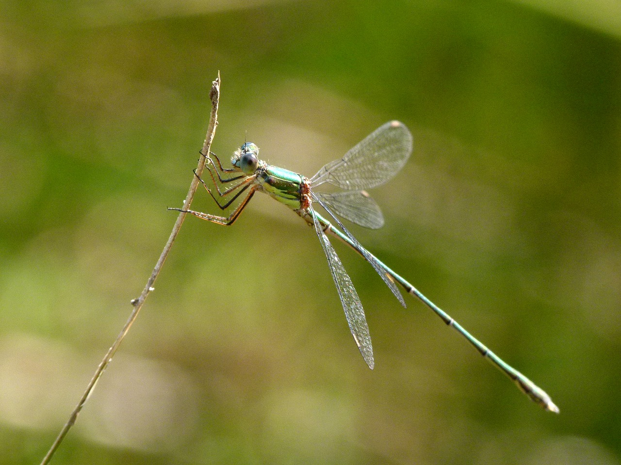 Image - dragonfly green dragonfly shimmering