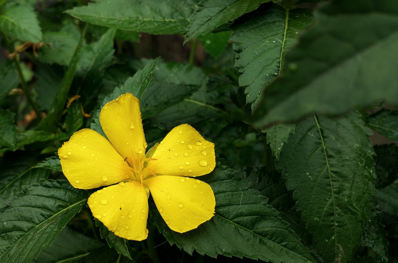 Image - flower yellow dew water wet