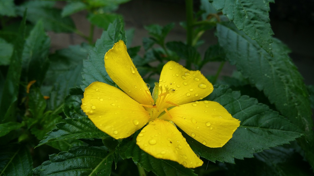 Image - flower yellow dew leaves macro