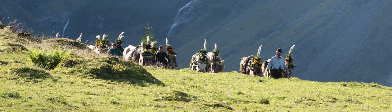 Image - alpine désalpe descent cows autumn