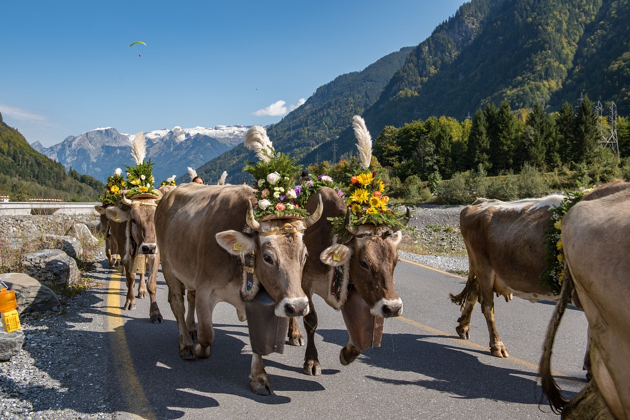 Image - alpine désalpe descent cows autumn