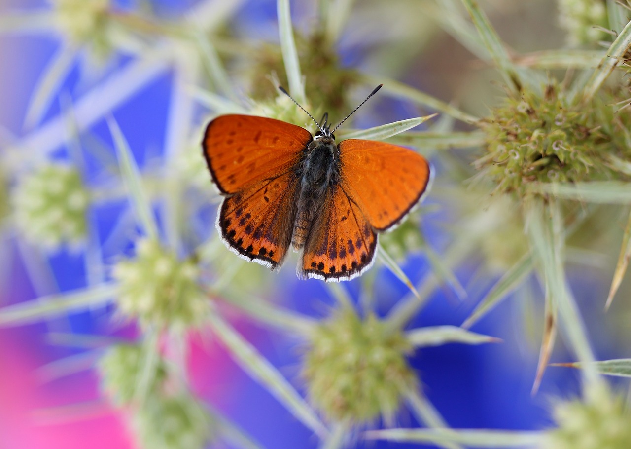 Image - butterfly red insecta wings nature