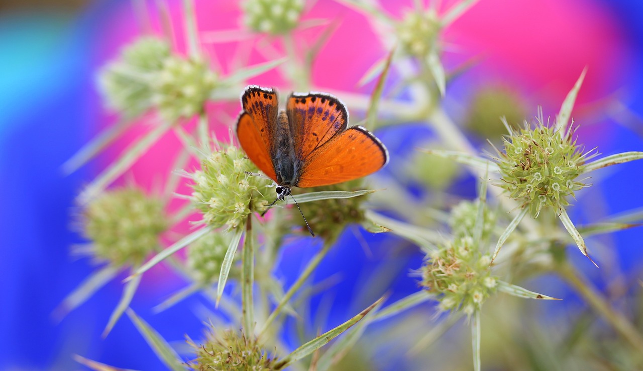 Image - butterfly red insecta wings nature