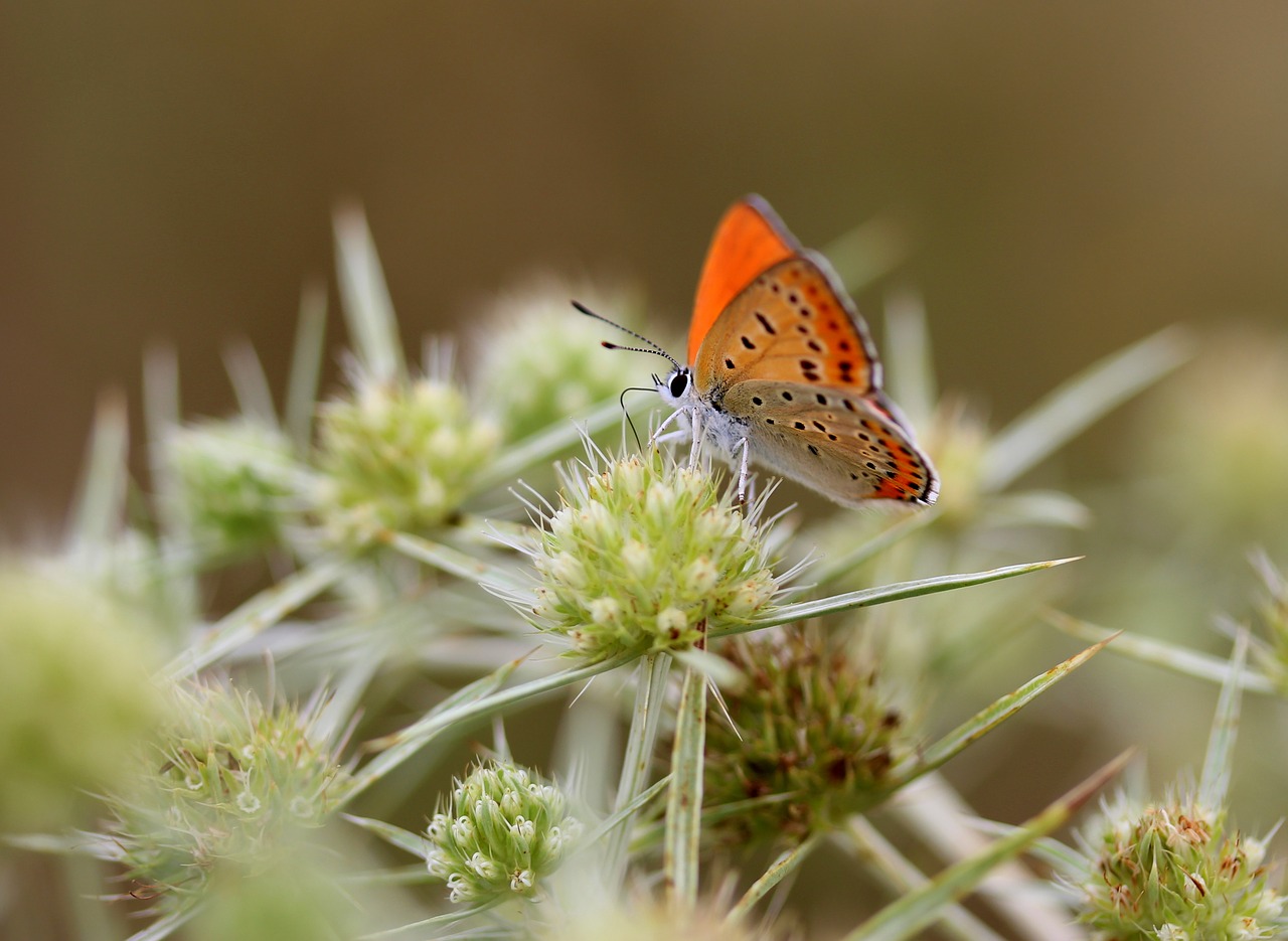 Image - butterfly red insecta wings nature