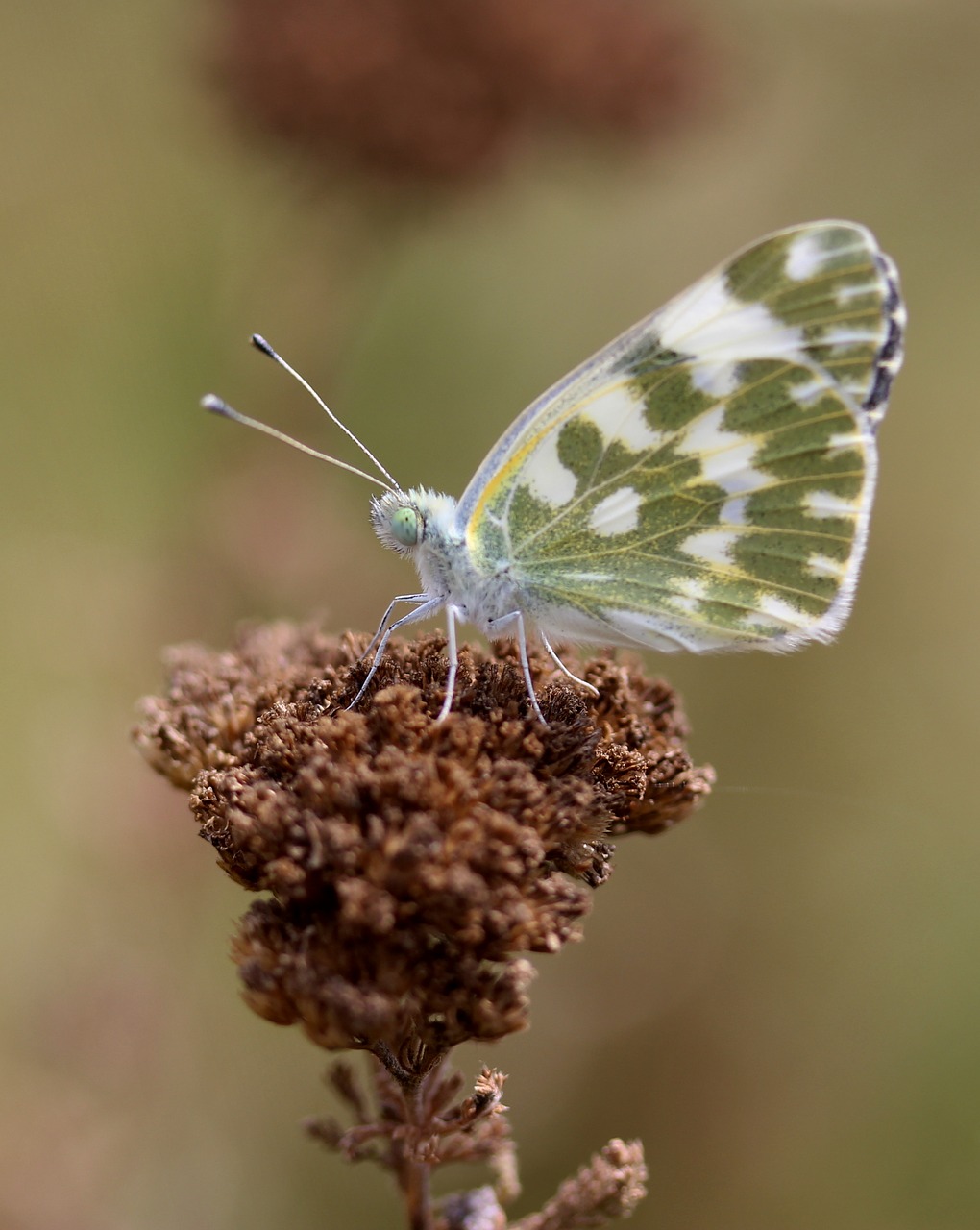 Image - butterfly white green insecta