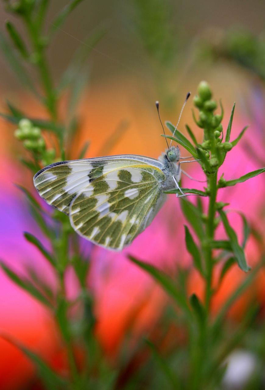 Image - butterfly white green insecta