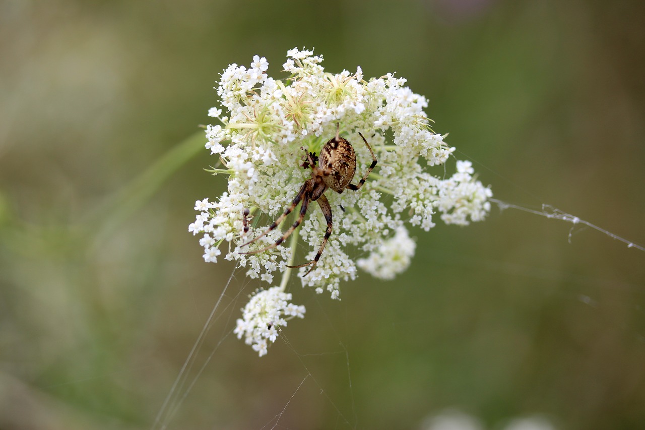 Image - spider flower white arachnid