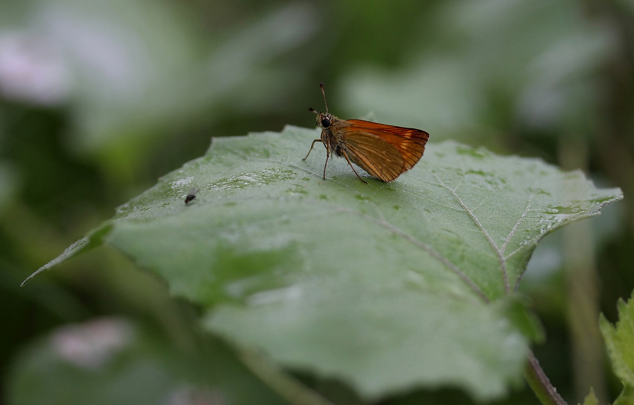 Image - butterfly brown leaf rain insecta