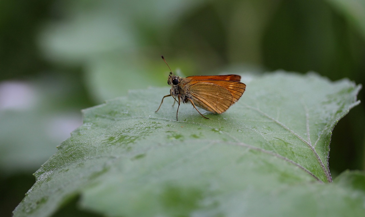 Image - butterfly brown leaf rain insecta