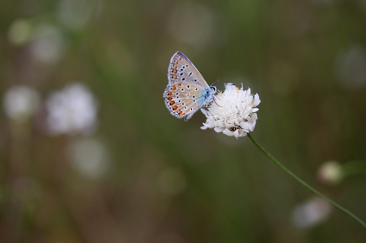 Image - butterfly blue flower insecta rest