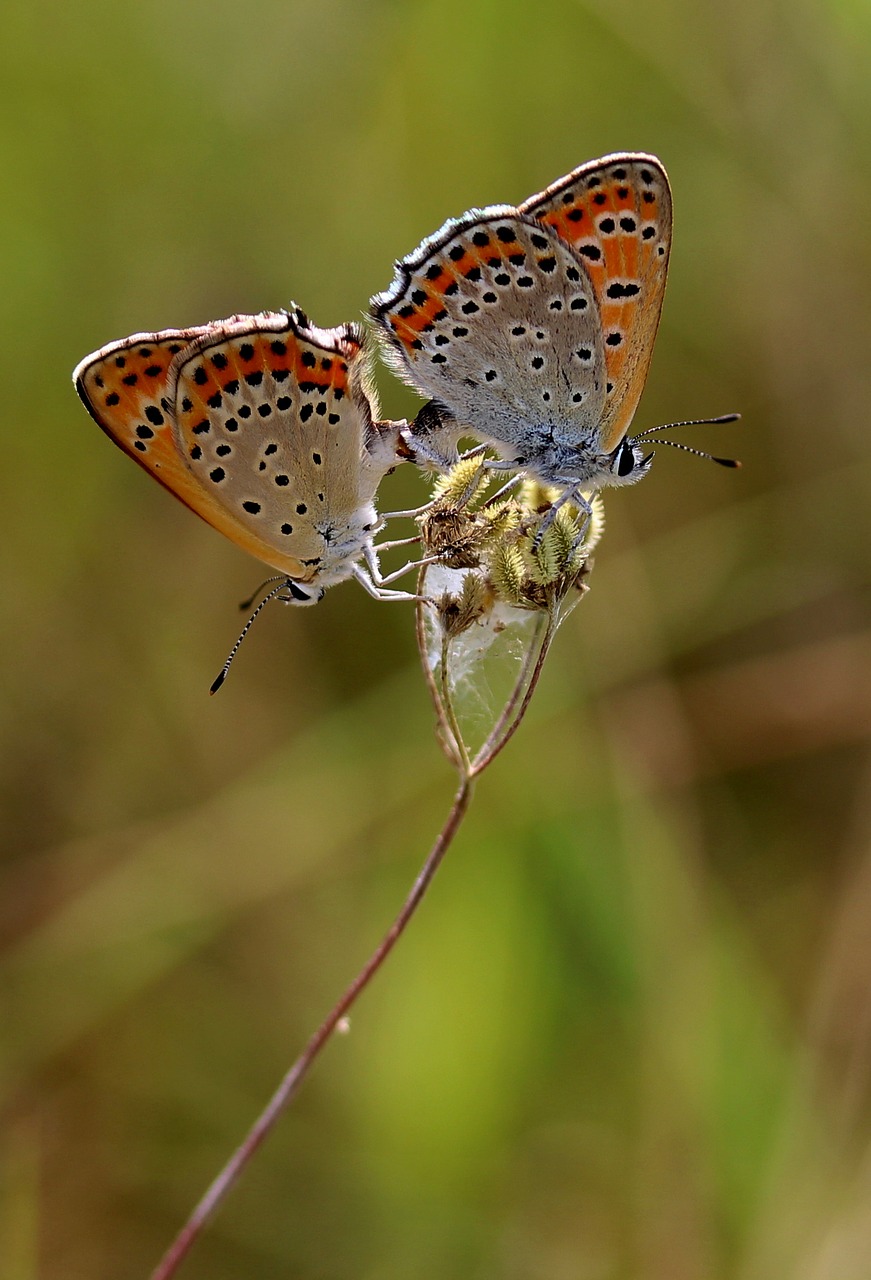 Image - butterflies pair multiplication red