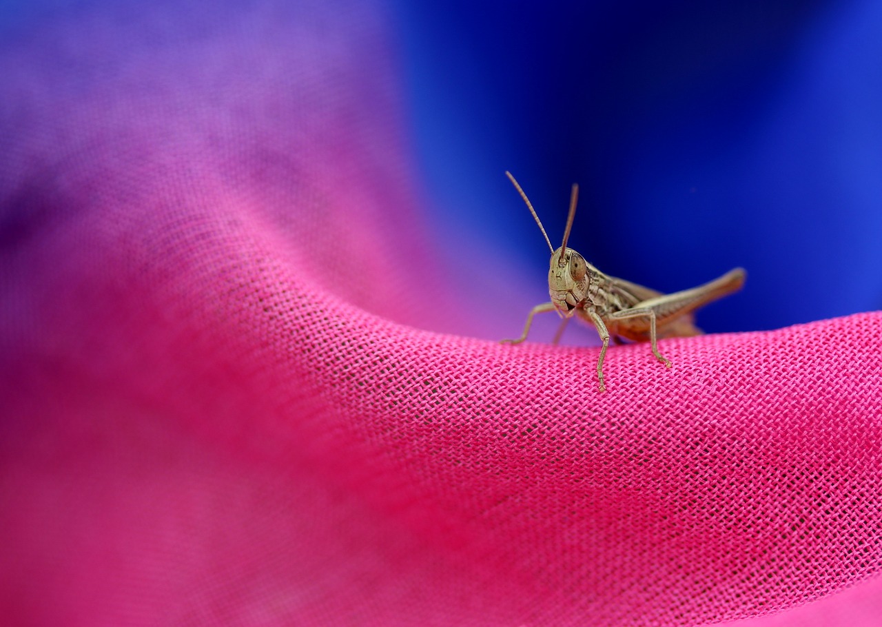Image - cicada insecta scarf rest
