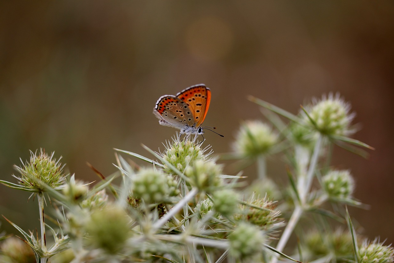 Image - butterfly red rest wings insecta
