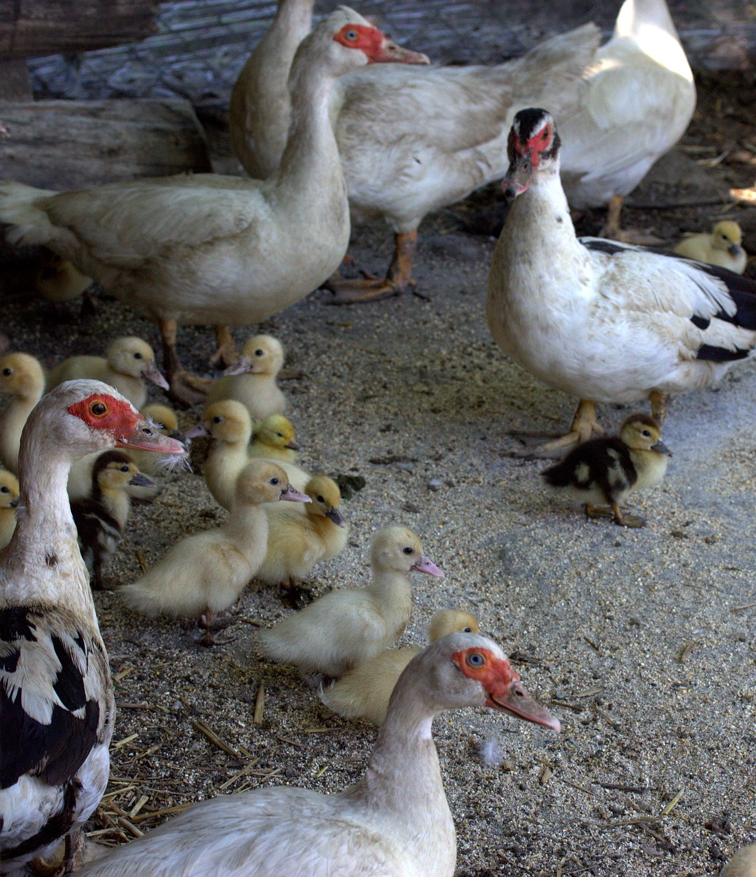 Image - rate bird domestica lot backyard