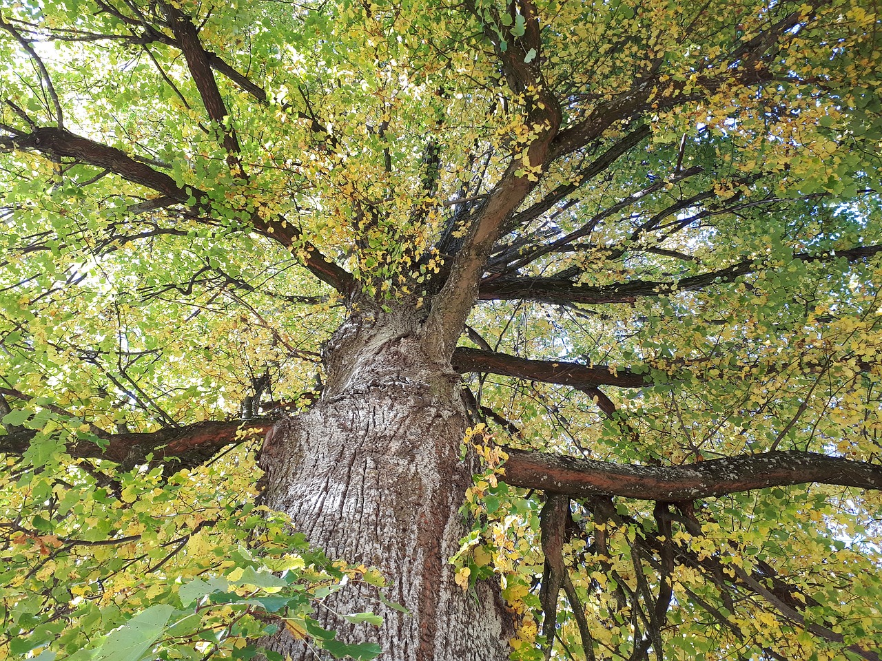 Image - tree crown leaves fall foliage