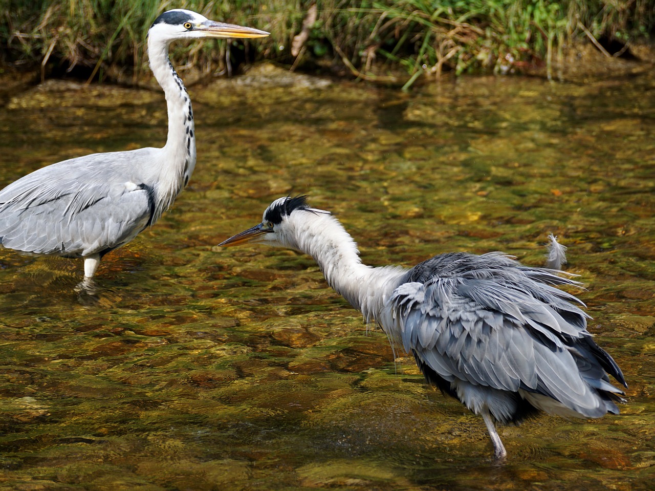 Image - heron bird nature animal eastern