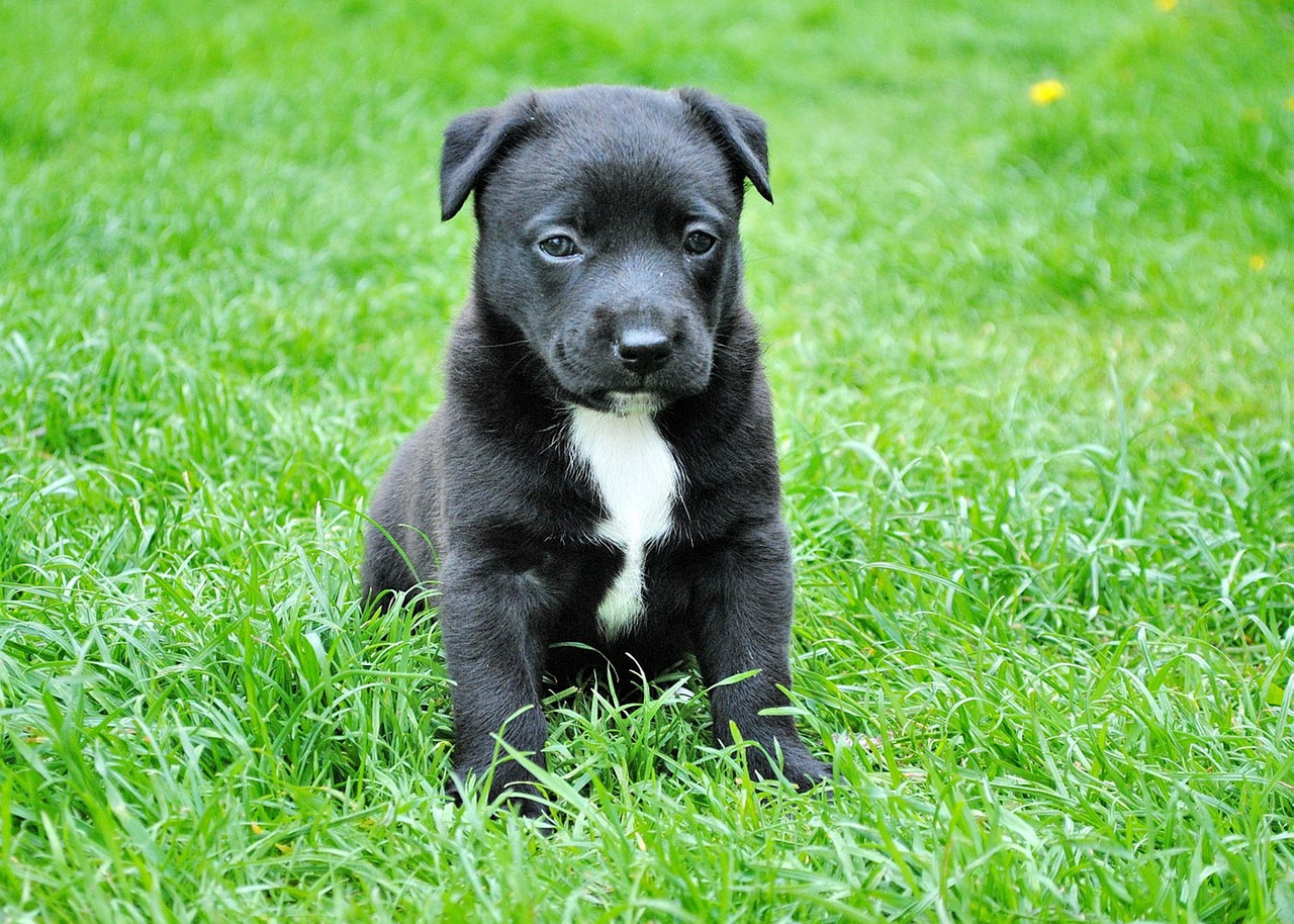 Image - dog young dog puppy