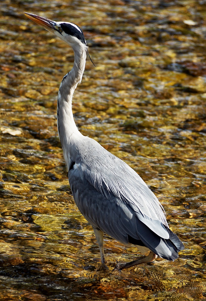Image - heron bird nature animal eastern