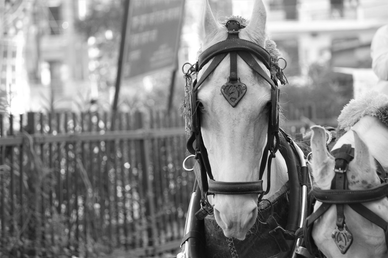 Image - horse neigh animal portrait