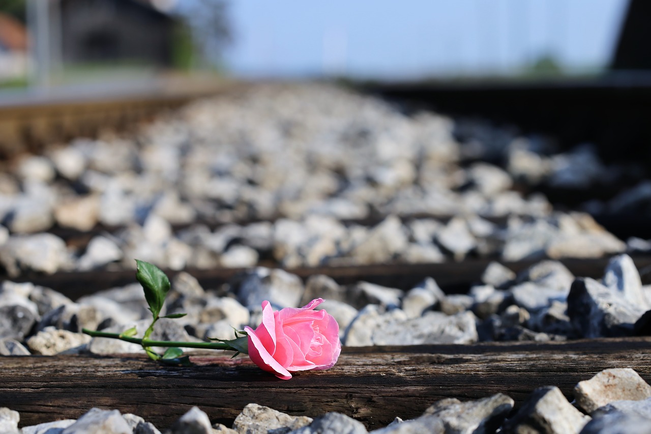 Image - pink rose on railway station outdoor