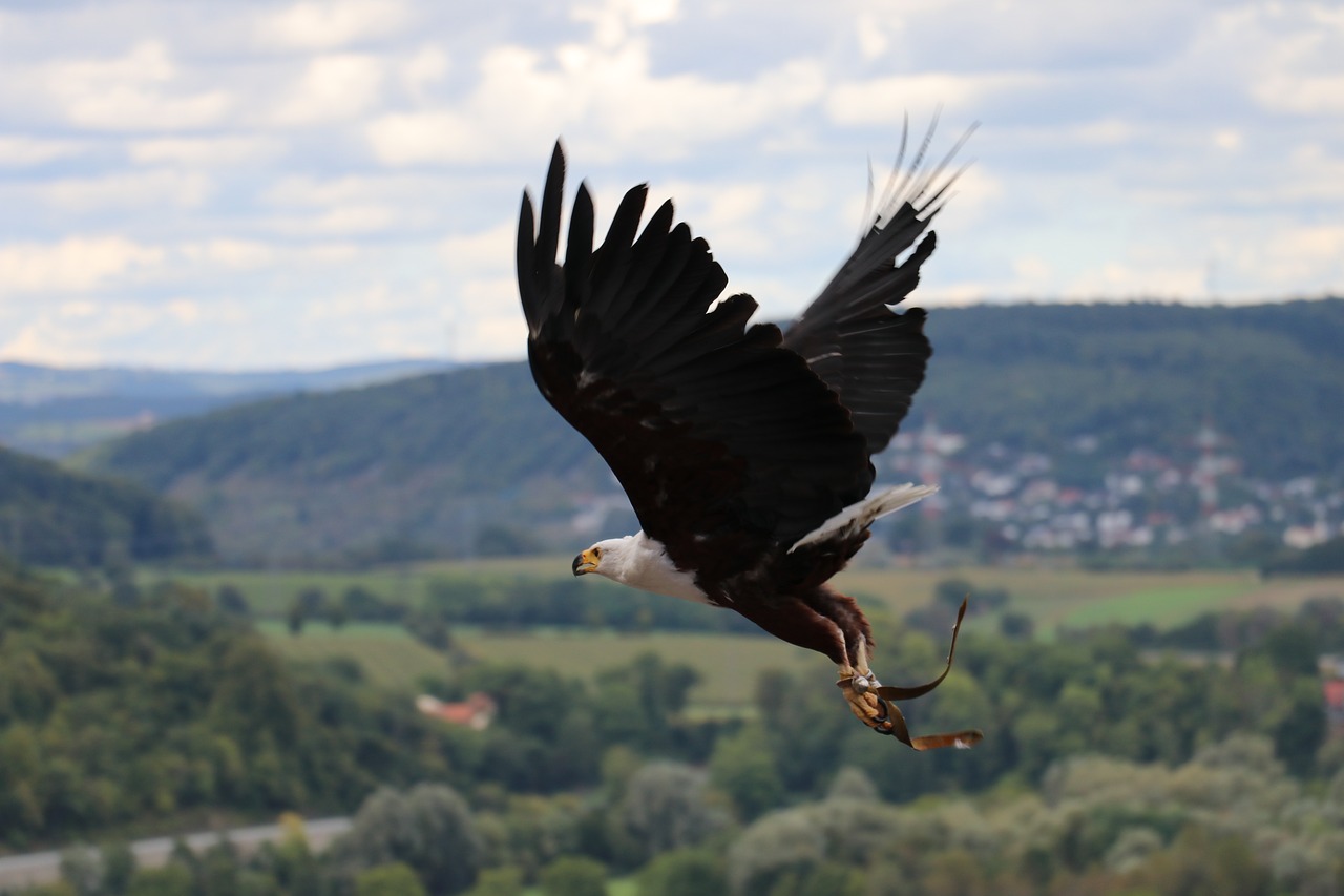 Image - adler eagle flying eagle