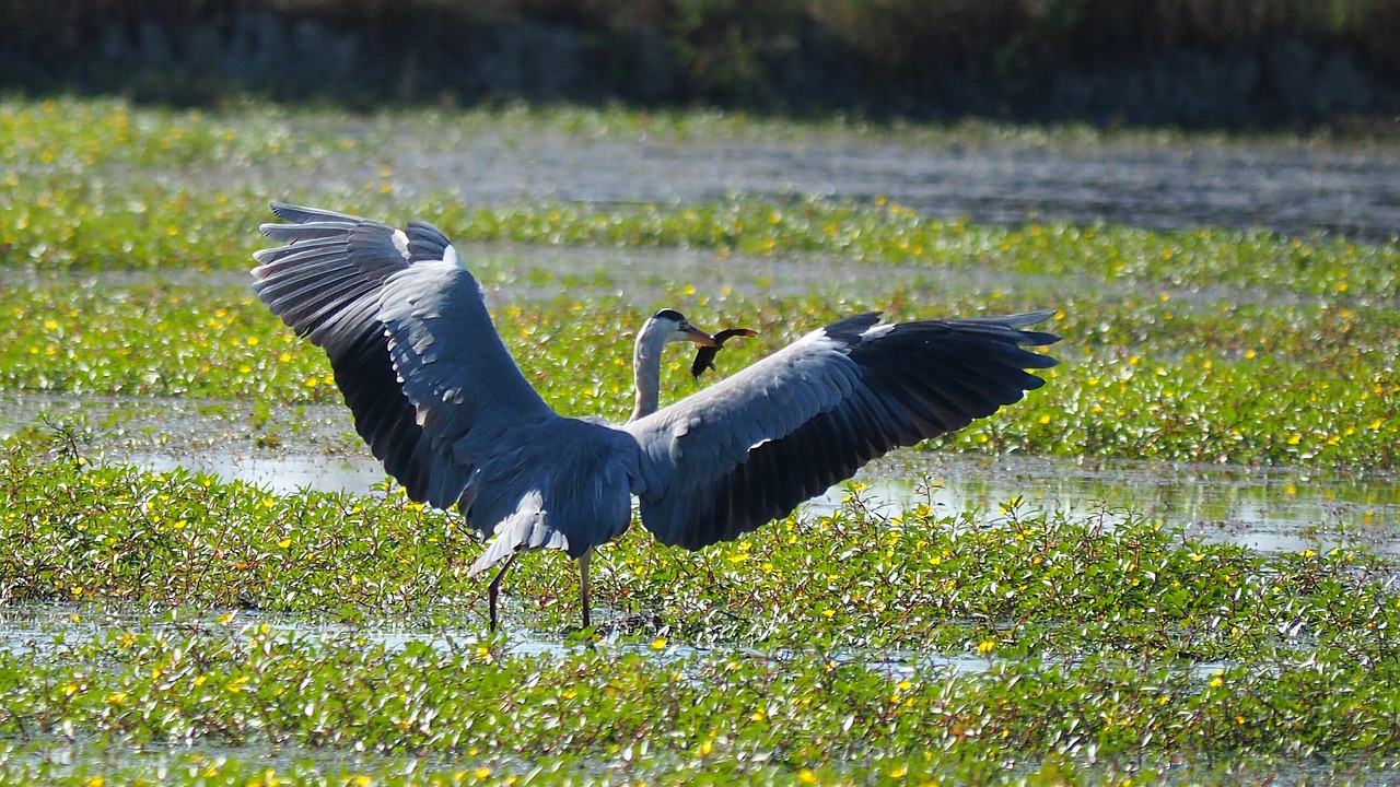 Image - nature birds heron fish pond