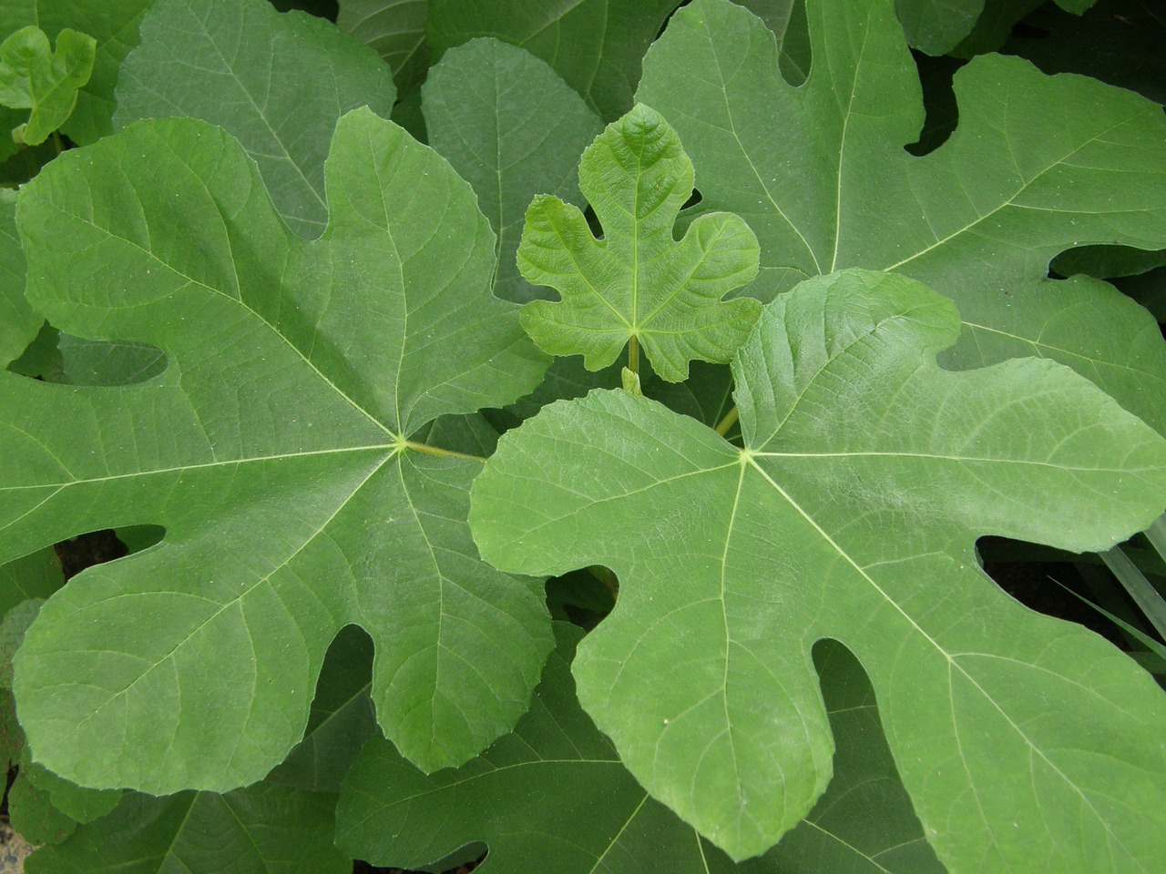 Image - leaves plant bush green sheet