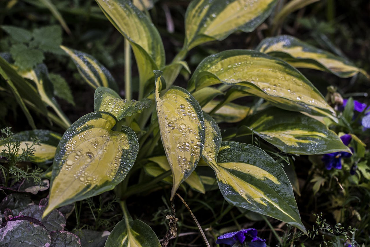 Image - drops autumn garden flower hostname