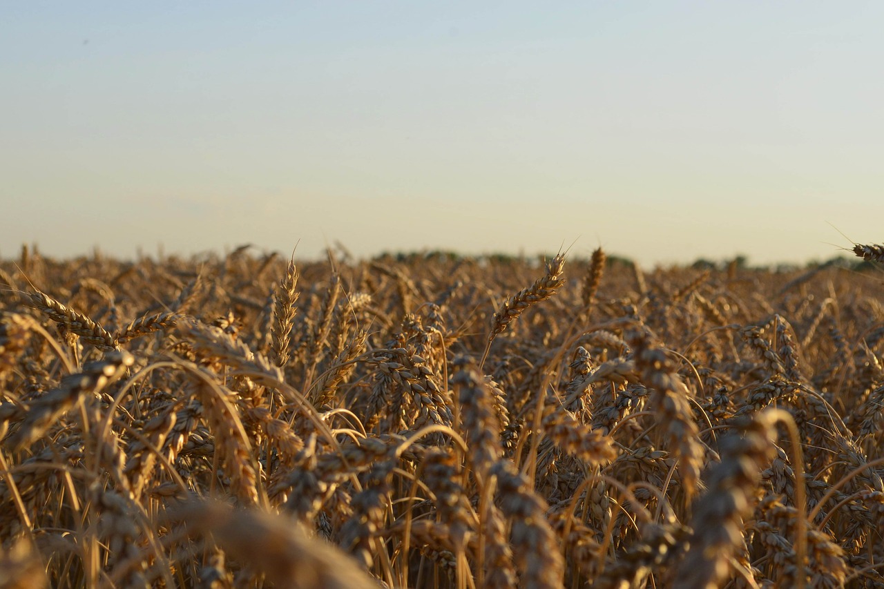 Image - field wheat summer nature kolos