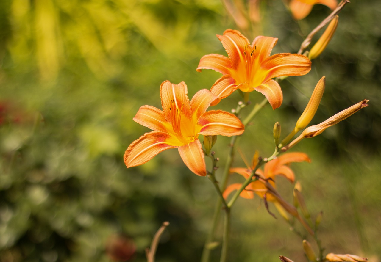 Image - goods season spring tree plant