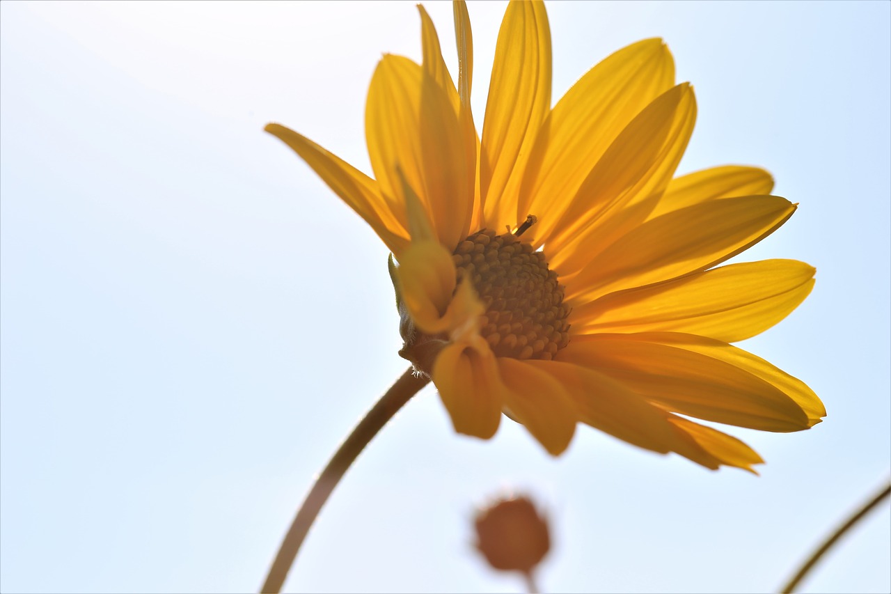 Image - arnica flower yellow blossom plant