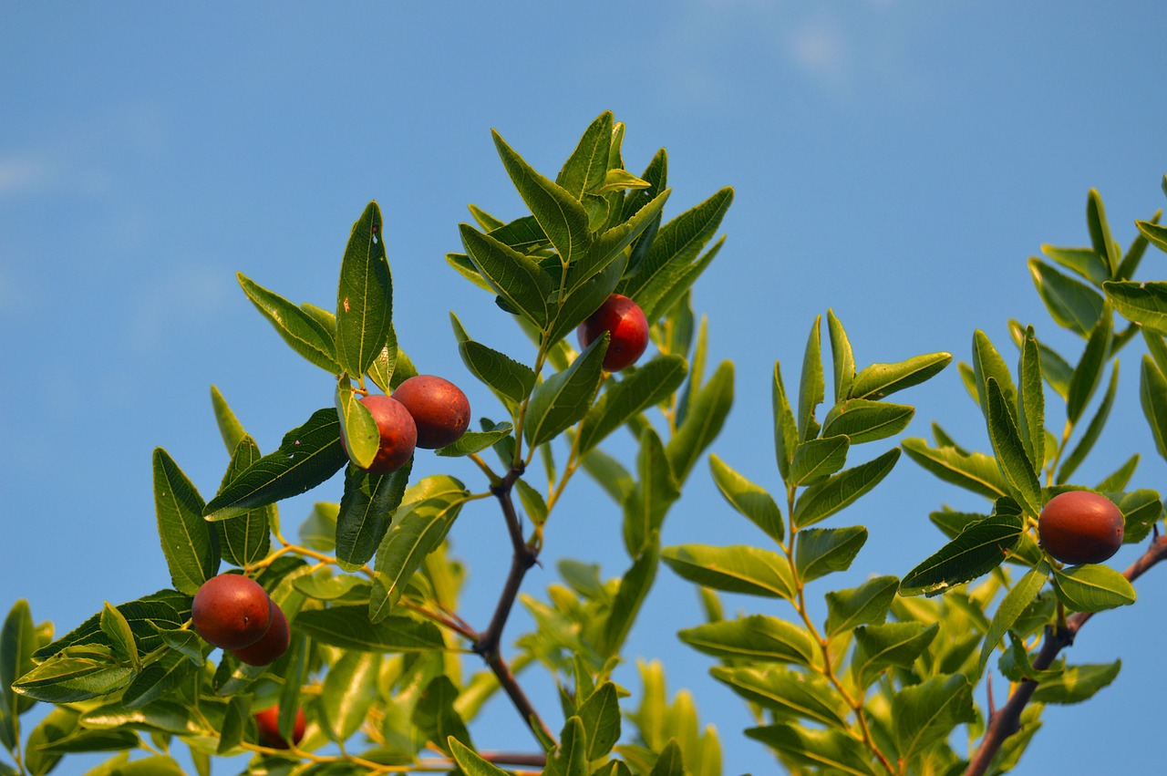 Image - jínjoles the fruit of autumn
