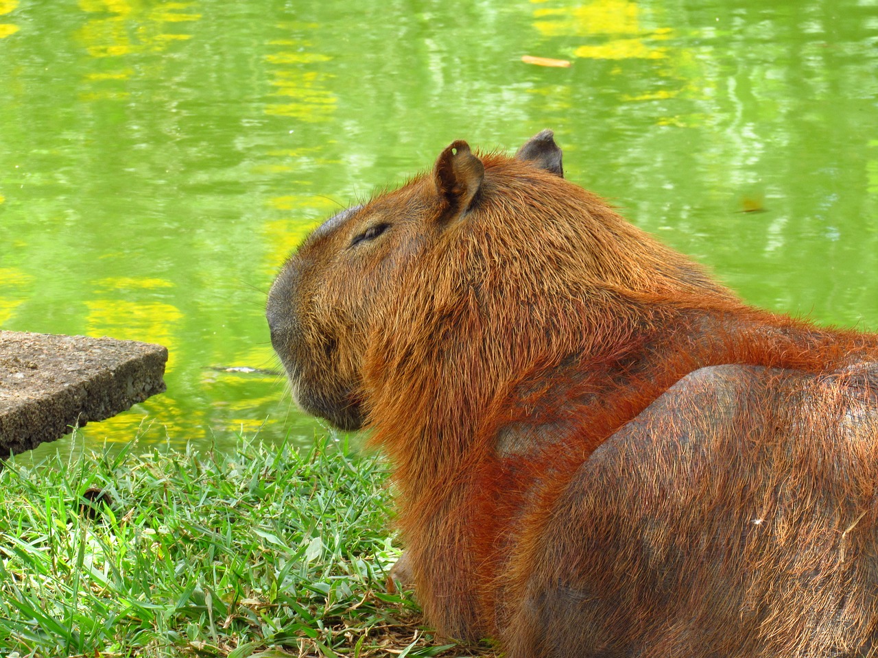 Image - paca zoo nature lake mammal