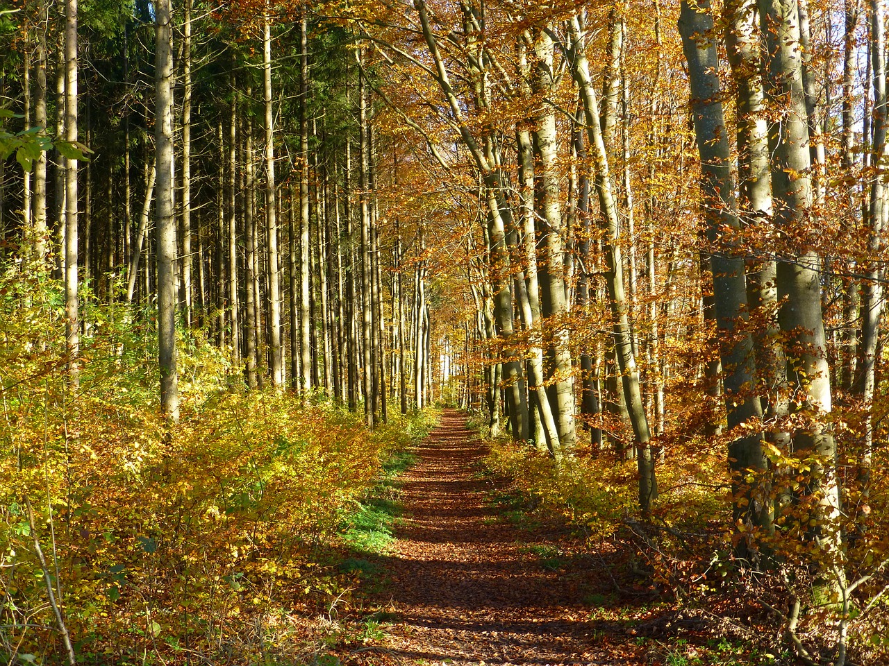 Image - autumn mood forest path walk