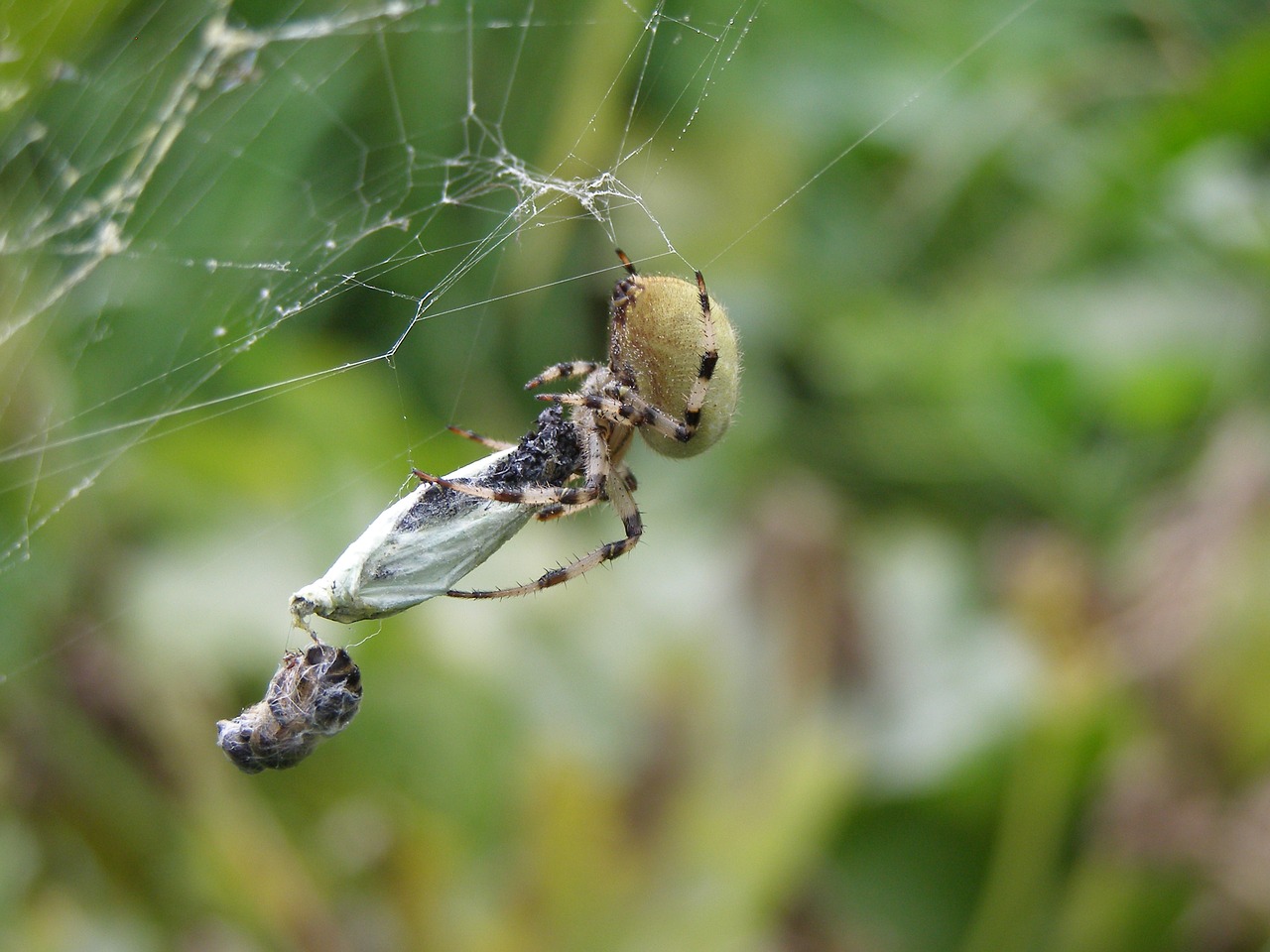 Image - spider hunting insects araneus