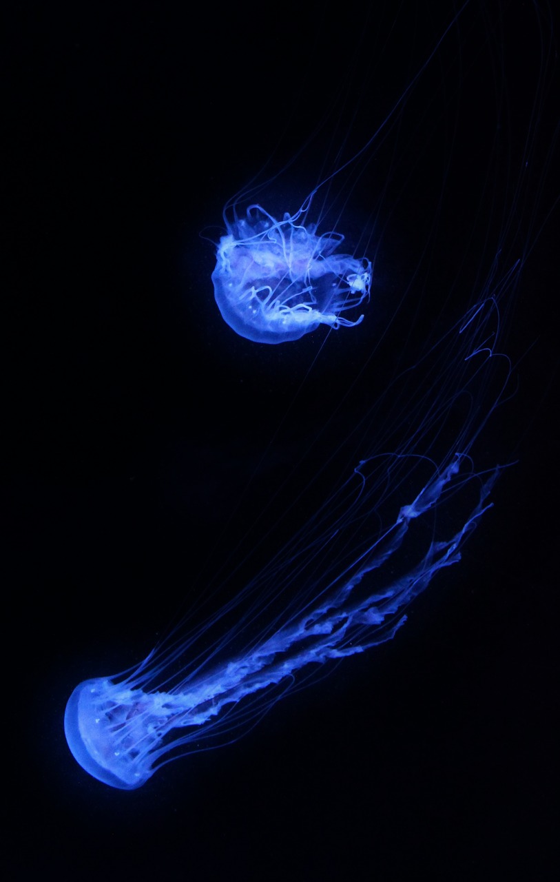 Image - jellyfish aquarium underwater water