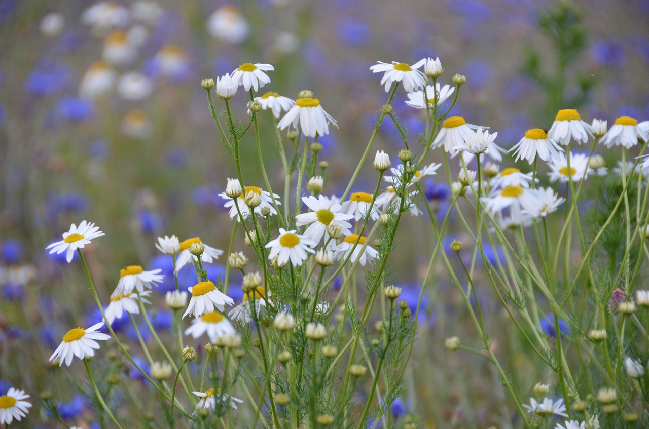 Image - flower meadow summer meadow meadow