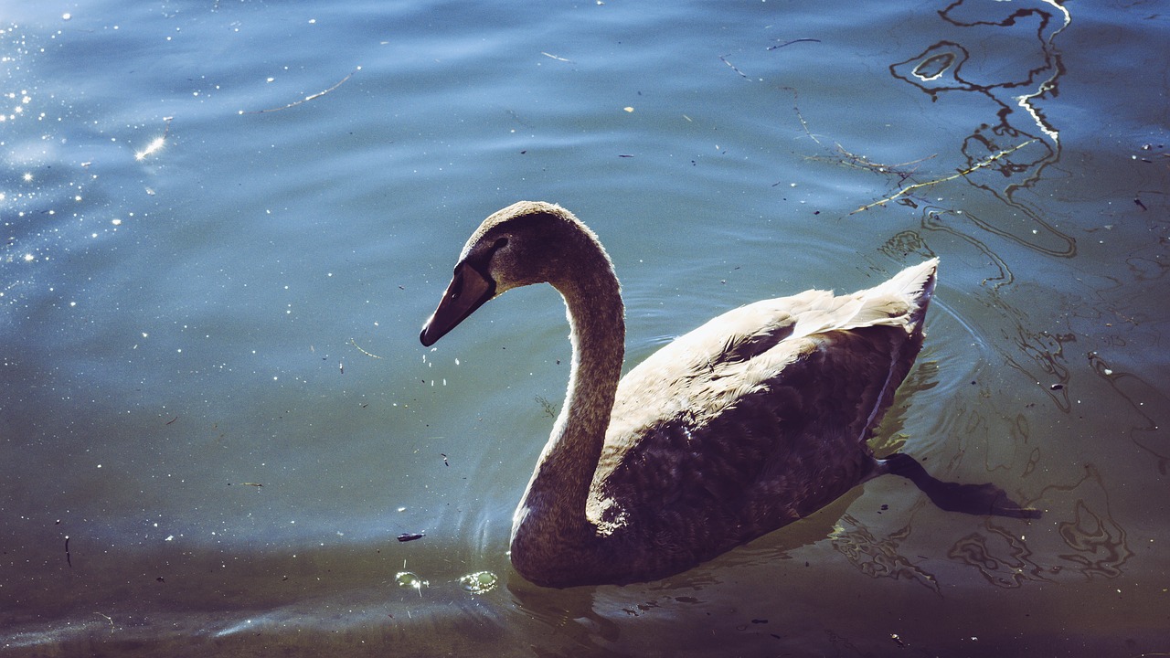 Image - swan young swan wildlife photography