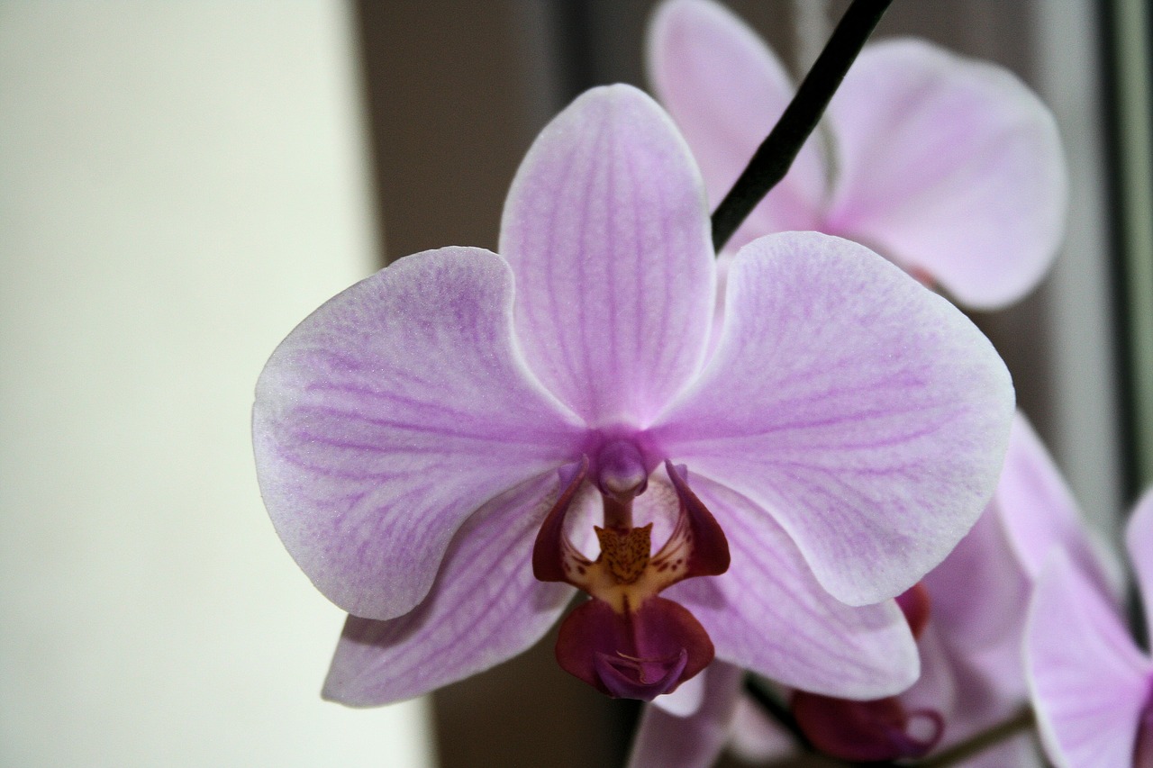 Image - flower orchis macro nature