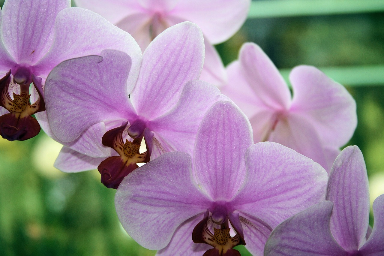 Image - flower orchis macro nature