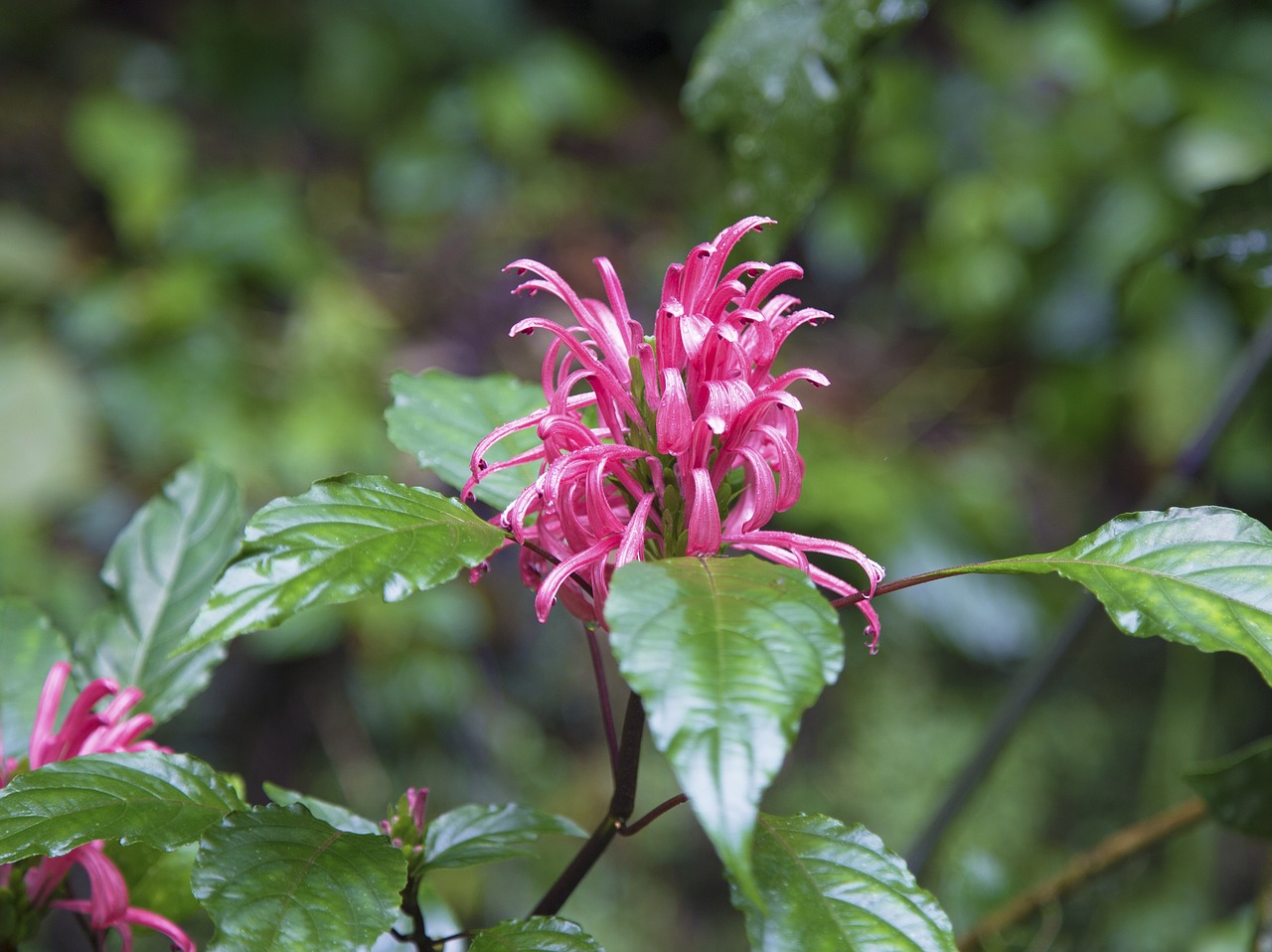 Image - nature flower wild plant spring