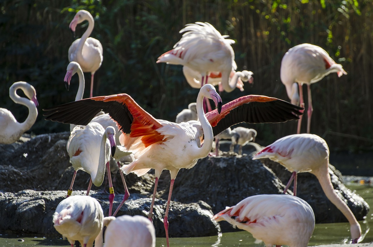 Image - flamingo vienna schönbrunn animal