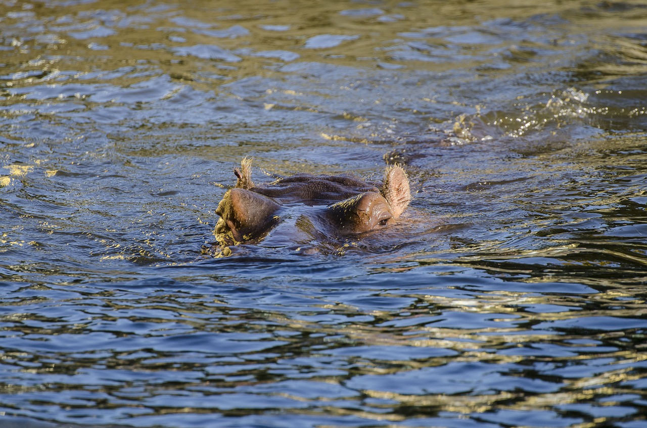 Image - zoo tiergarten vienna schönbrunn