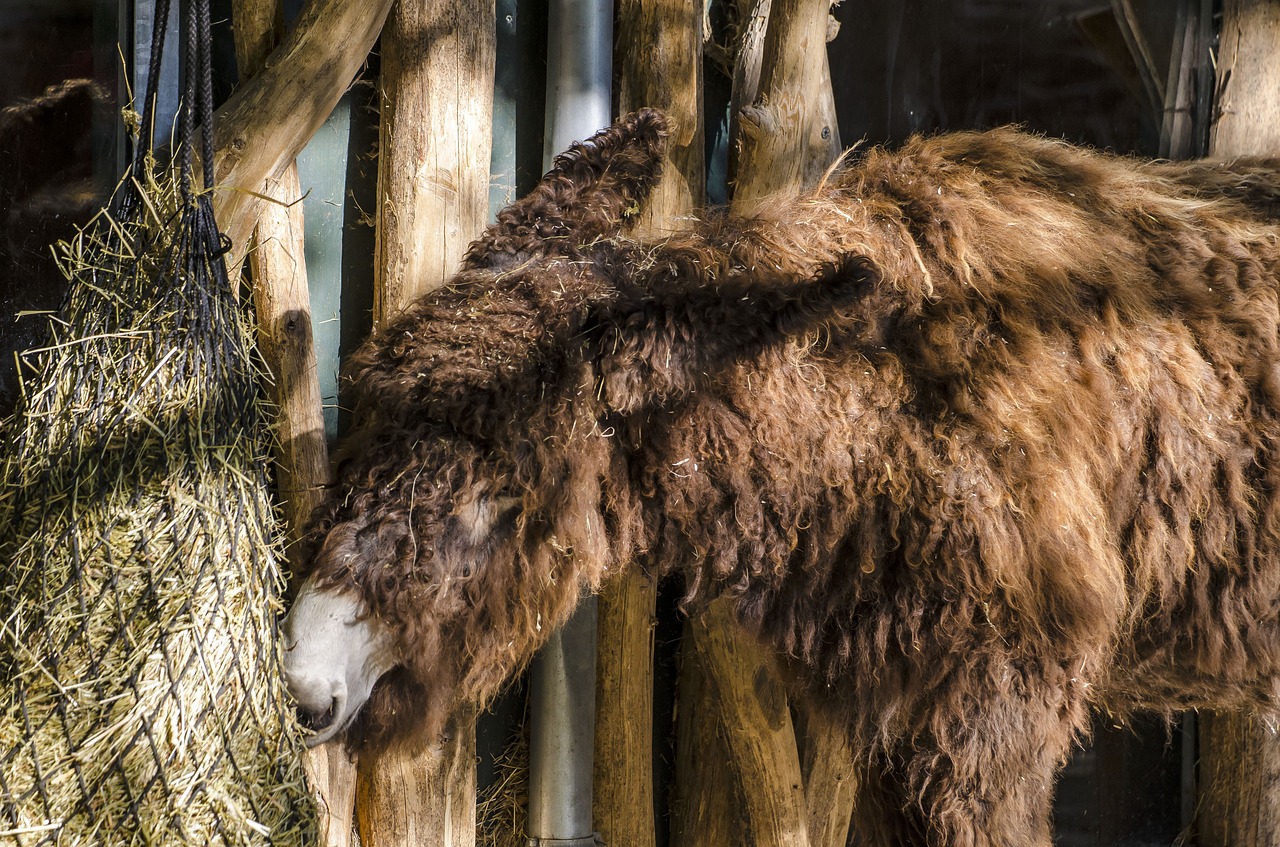 Image - zoo tiergarten vienna schönbrunn