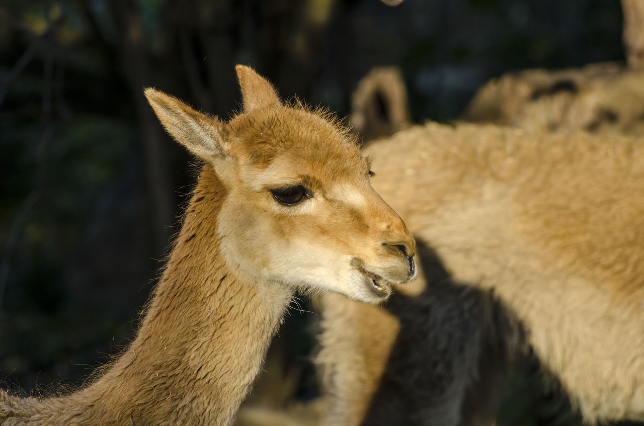 Image - zoo tiergarten vienna schönbrunn