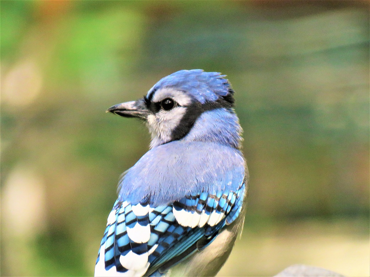 Image - bird blue jay up close wildlife