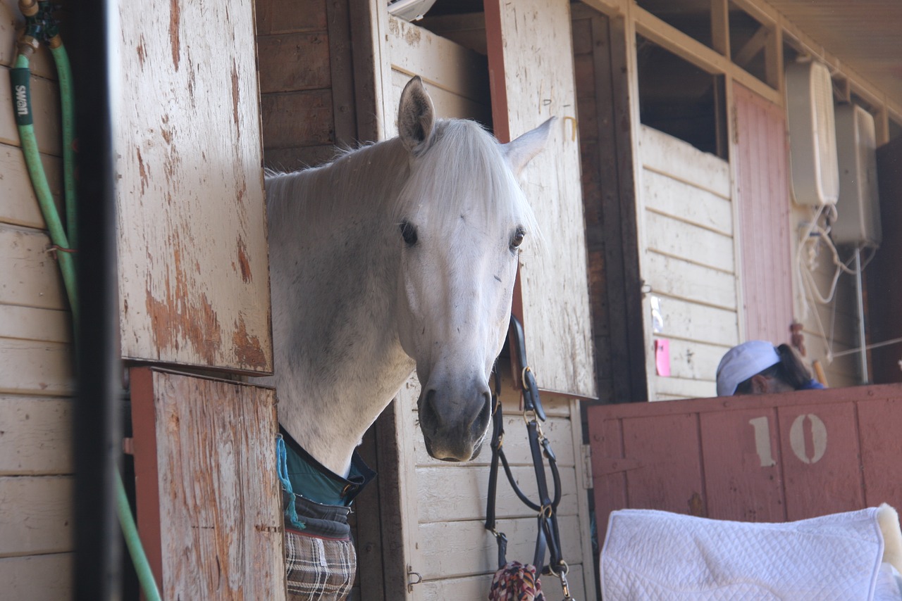 Image - horse horse show