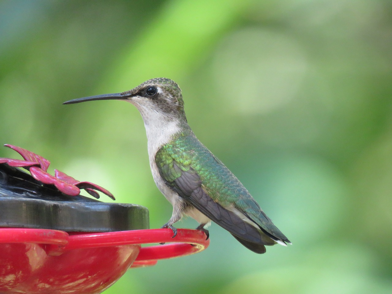 Image - bird hummingbird close up wildlife