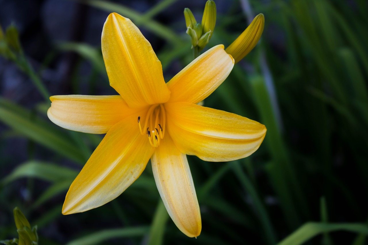 Image - comanche nature flower macro